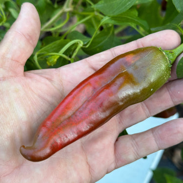 Hatch Red Hot - Sandia Hot - Seeds - The Pepper Pantry (Formerly Marie Sharp's)